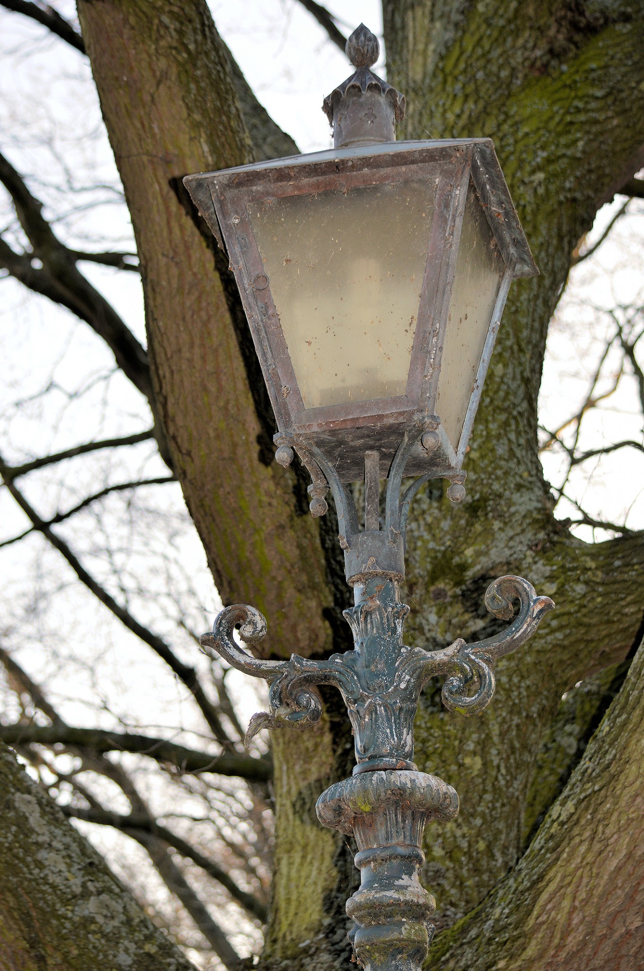 lantern tree light free photo