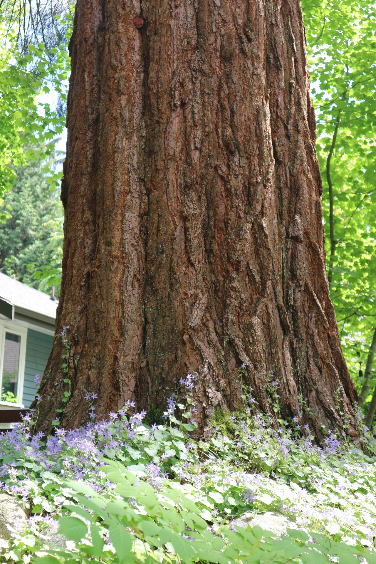 an old tree free photo