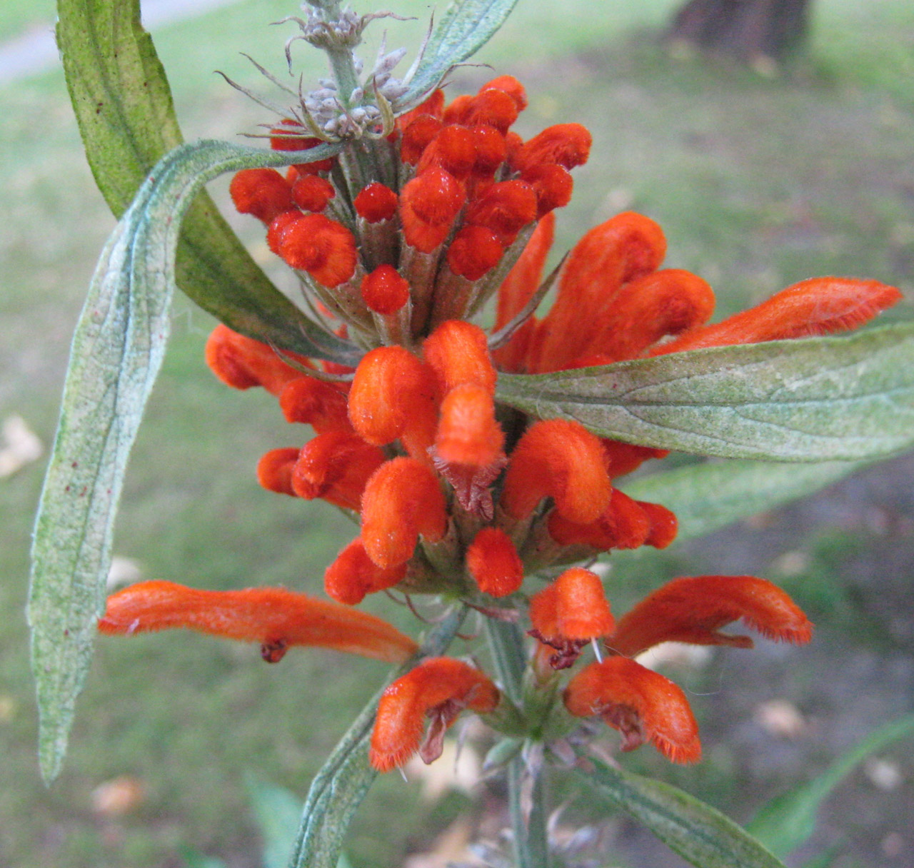 orange flowers an orange flower free photo