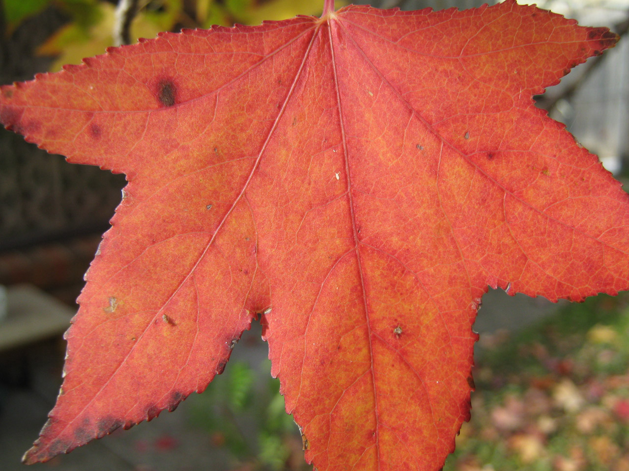 leaf maple orange free photo