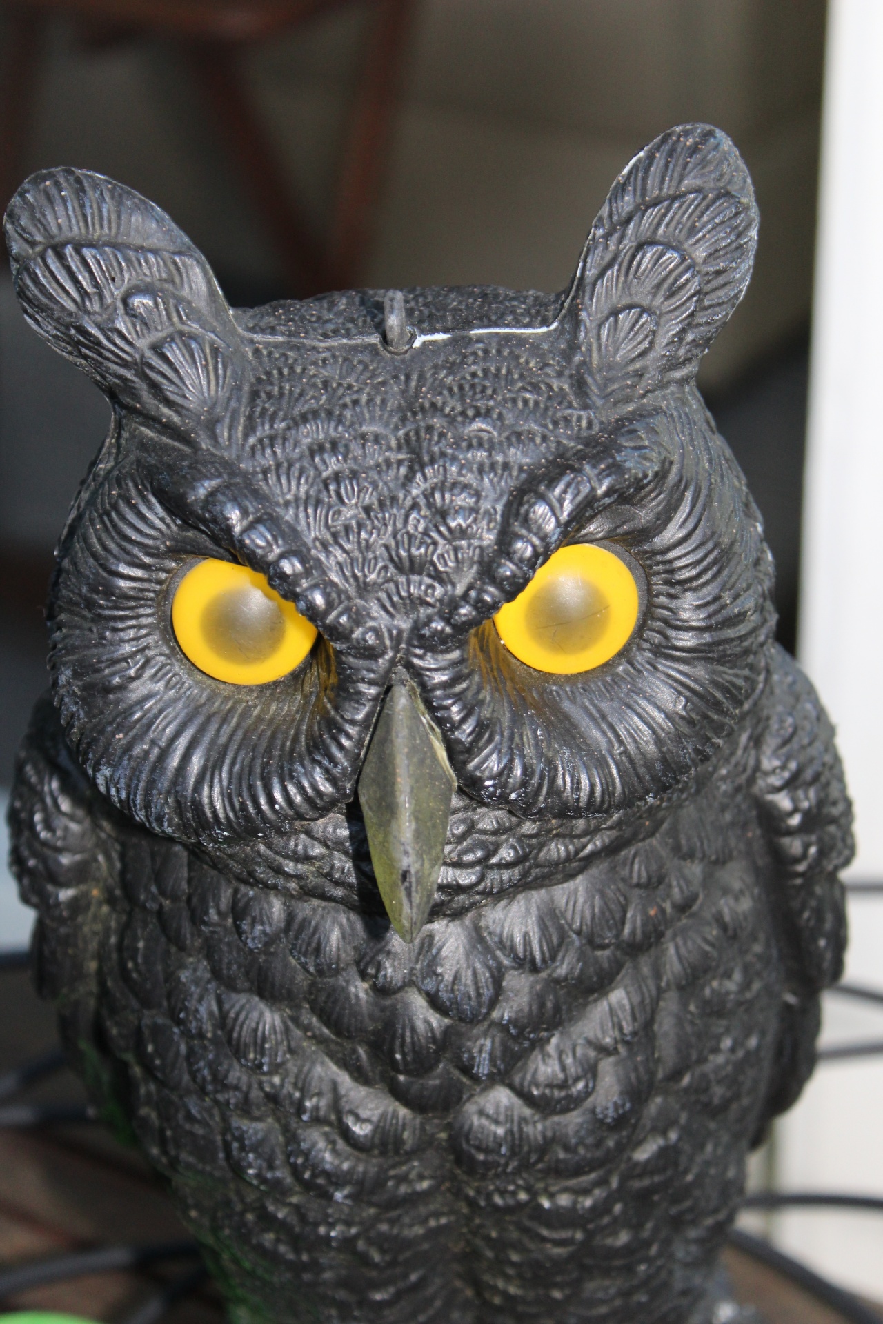 plastic owl closeup free photo