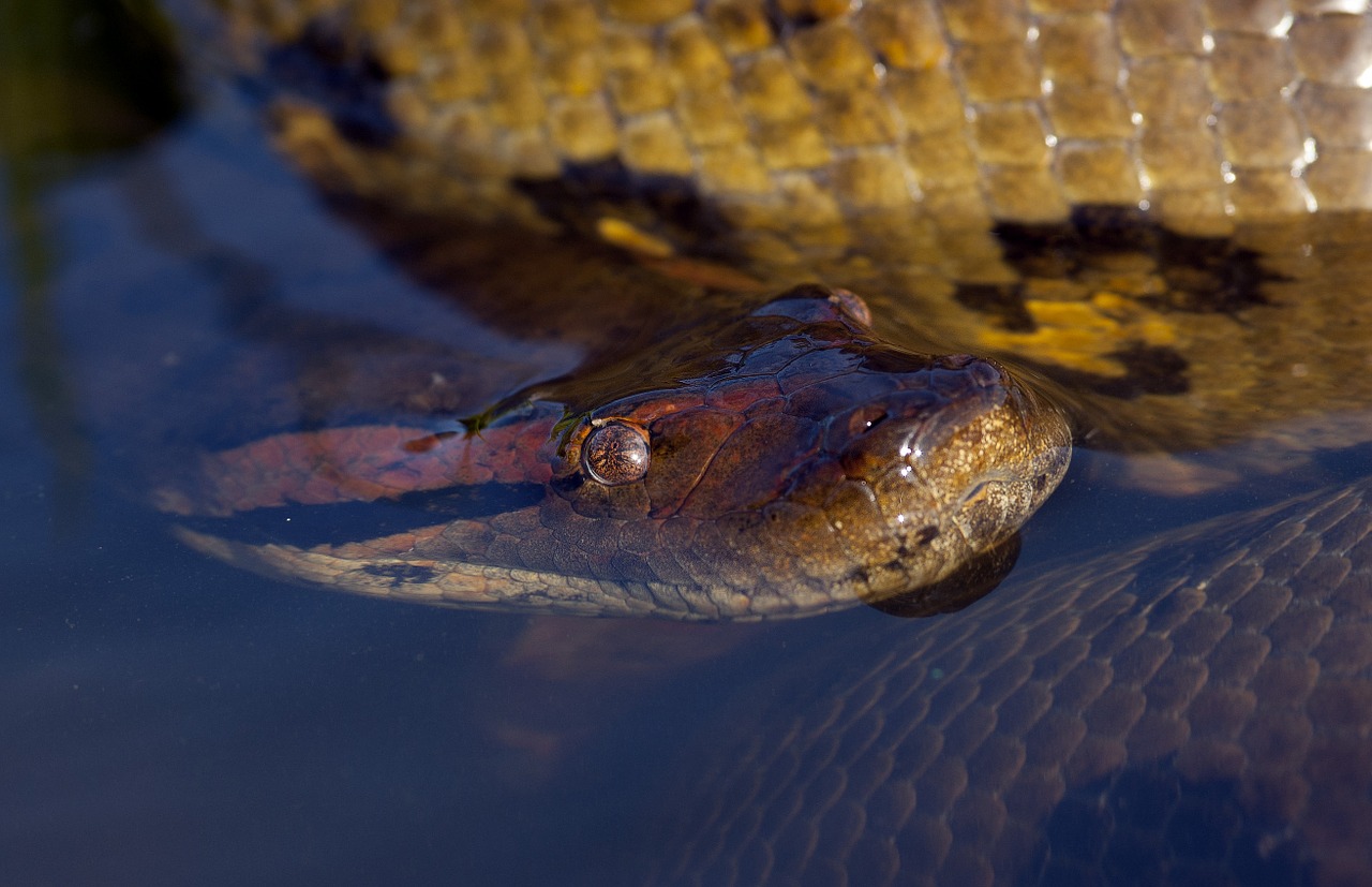 anaconda snake south america free photo