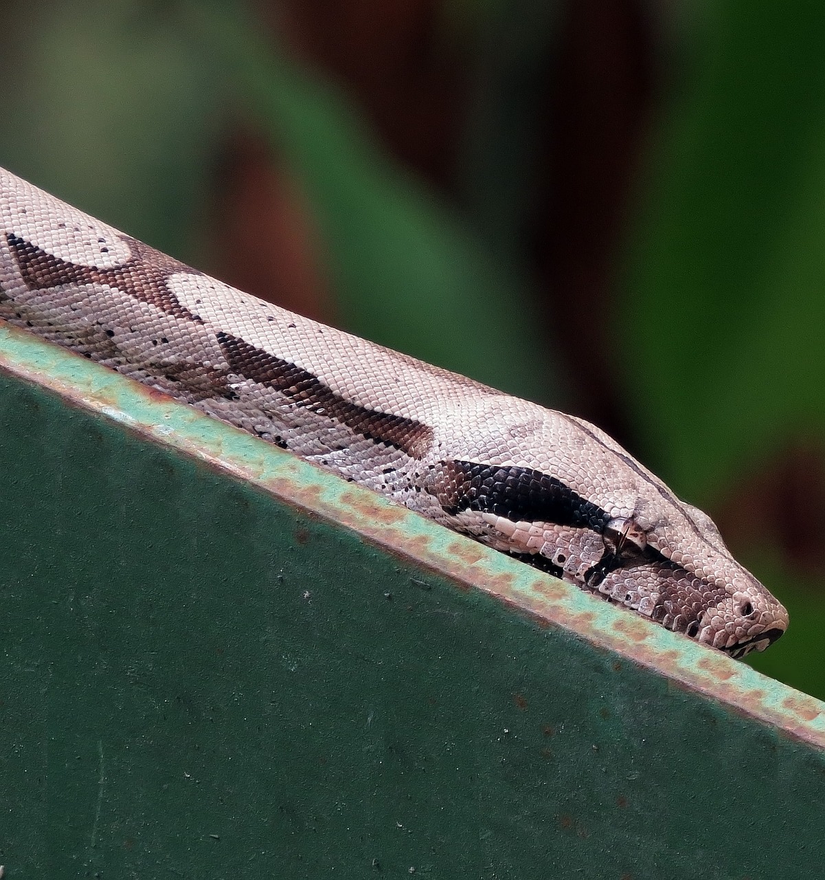 anaconda snake reptile free photo