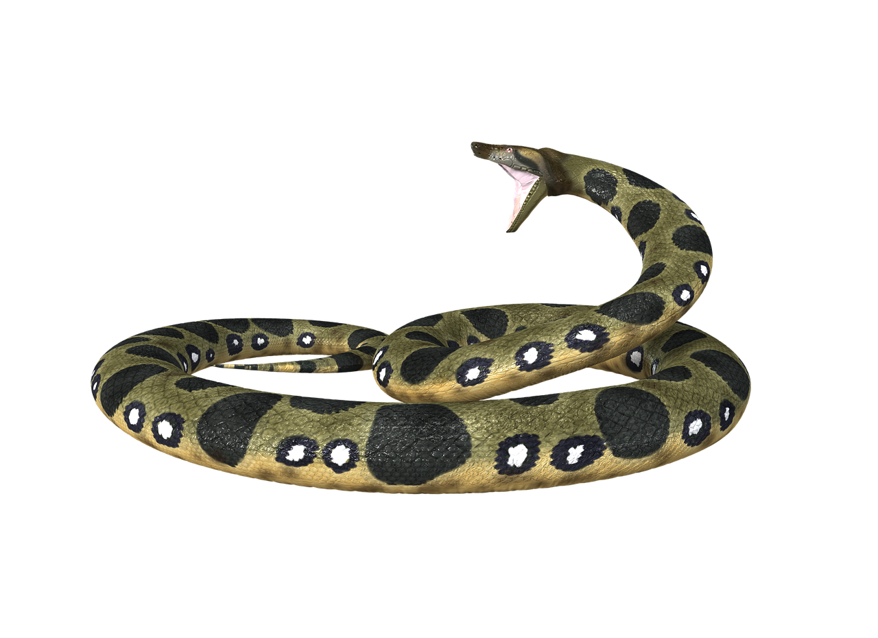 anaconda snake constrictor free photo