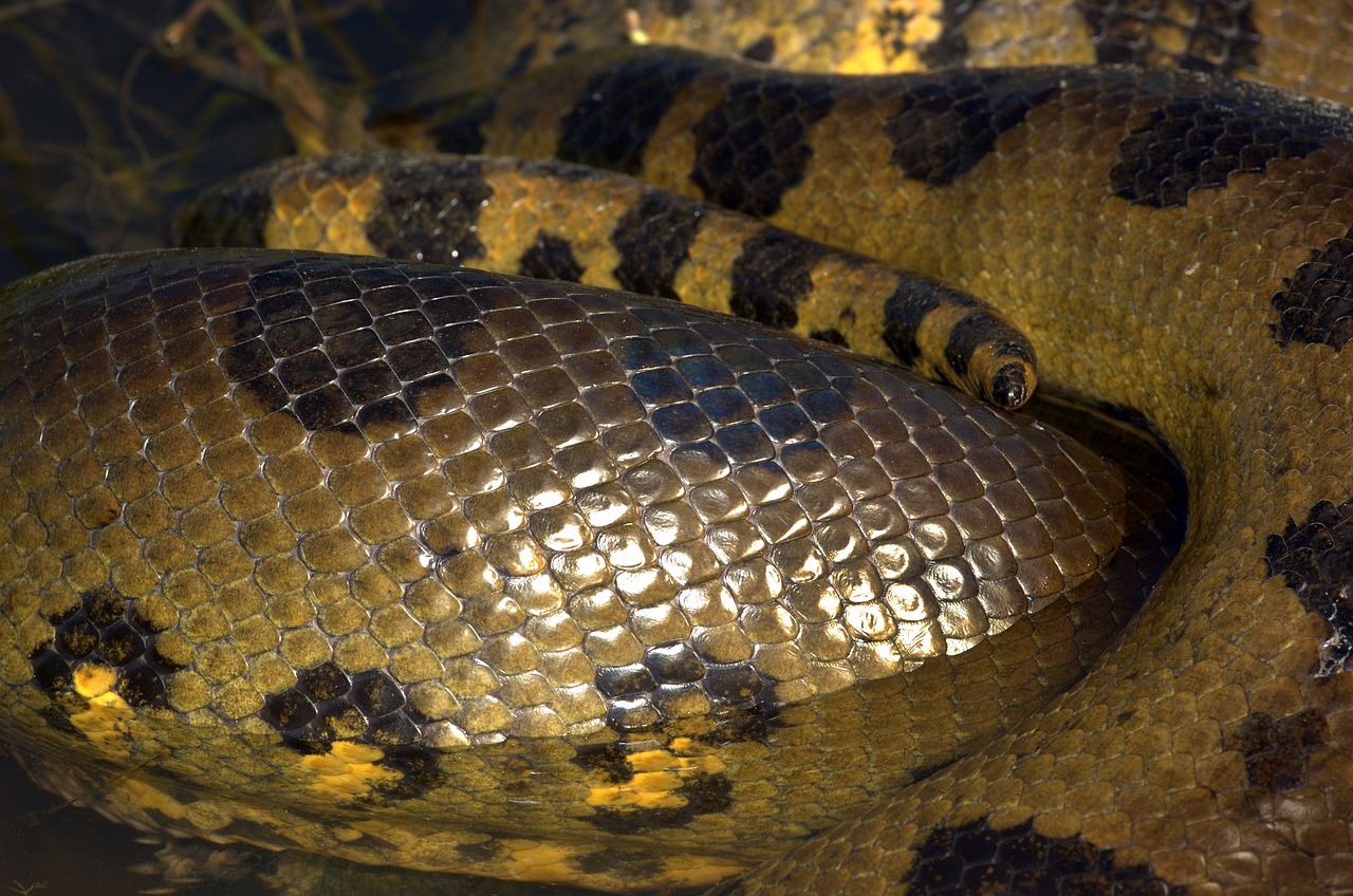 anaconda  snake  reptile free photo