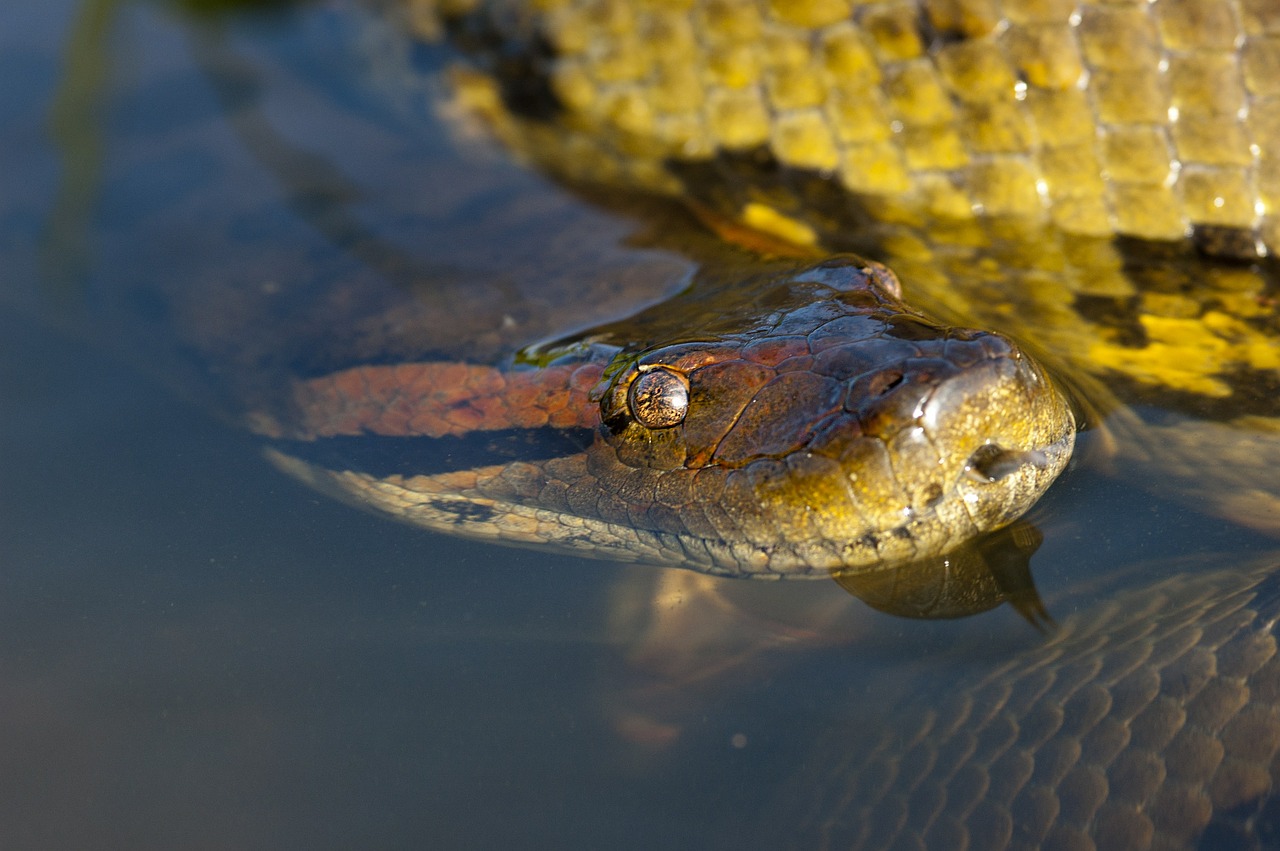 anaconda reptile snake free photo