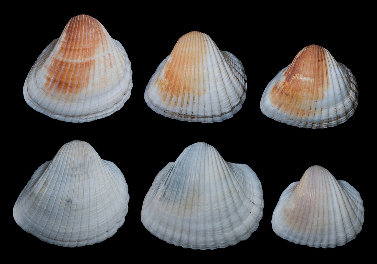 anadara brailiana shells seashells free photo