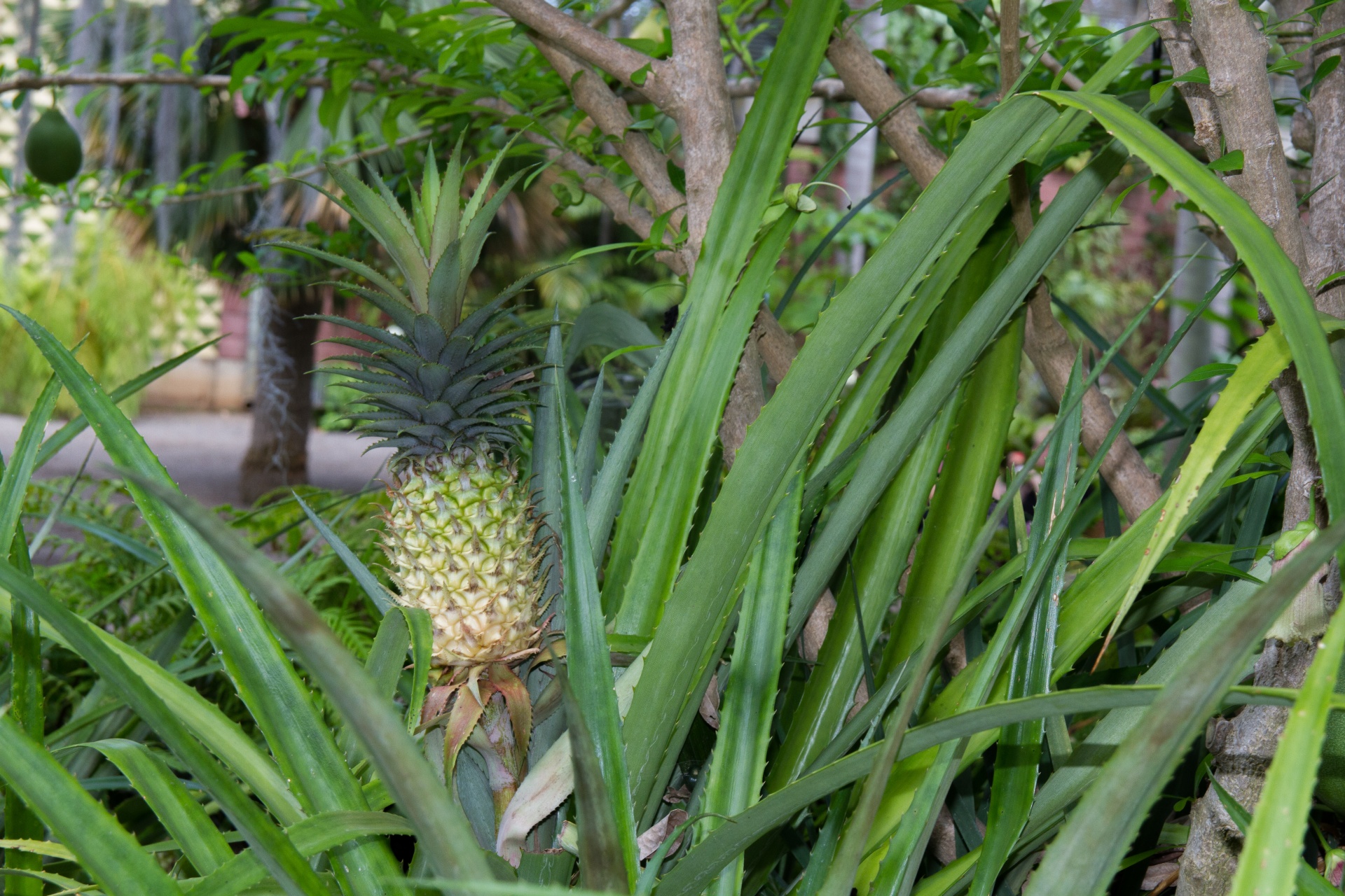 botanic garden growing pineapple fruits free photo