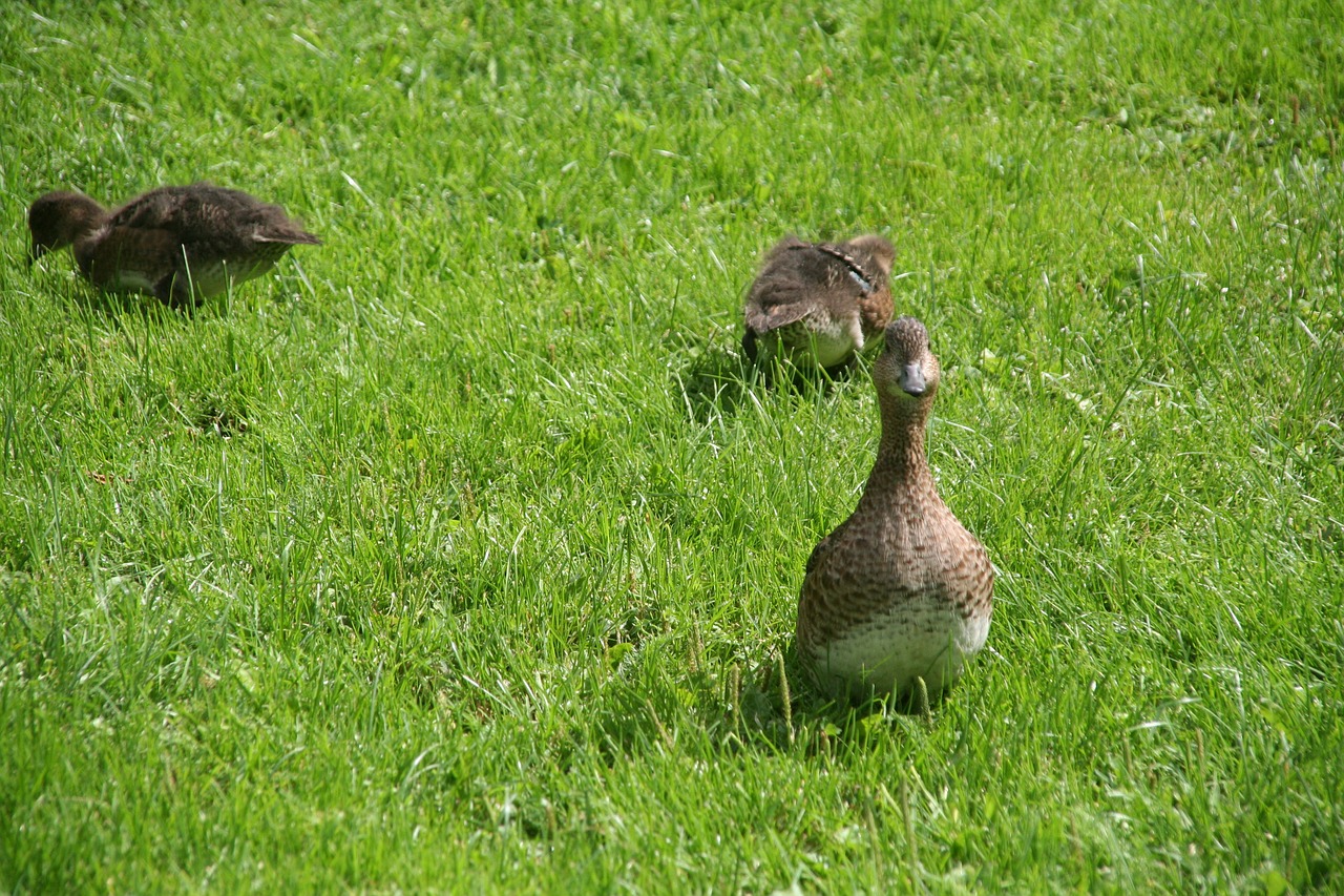 anas penelope duck ducklings free photo