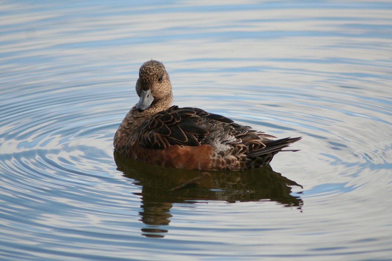 anas penelope eurasian wigeon animal free photo