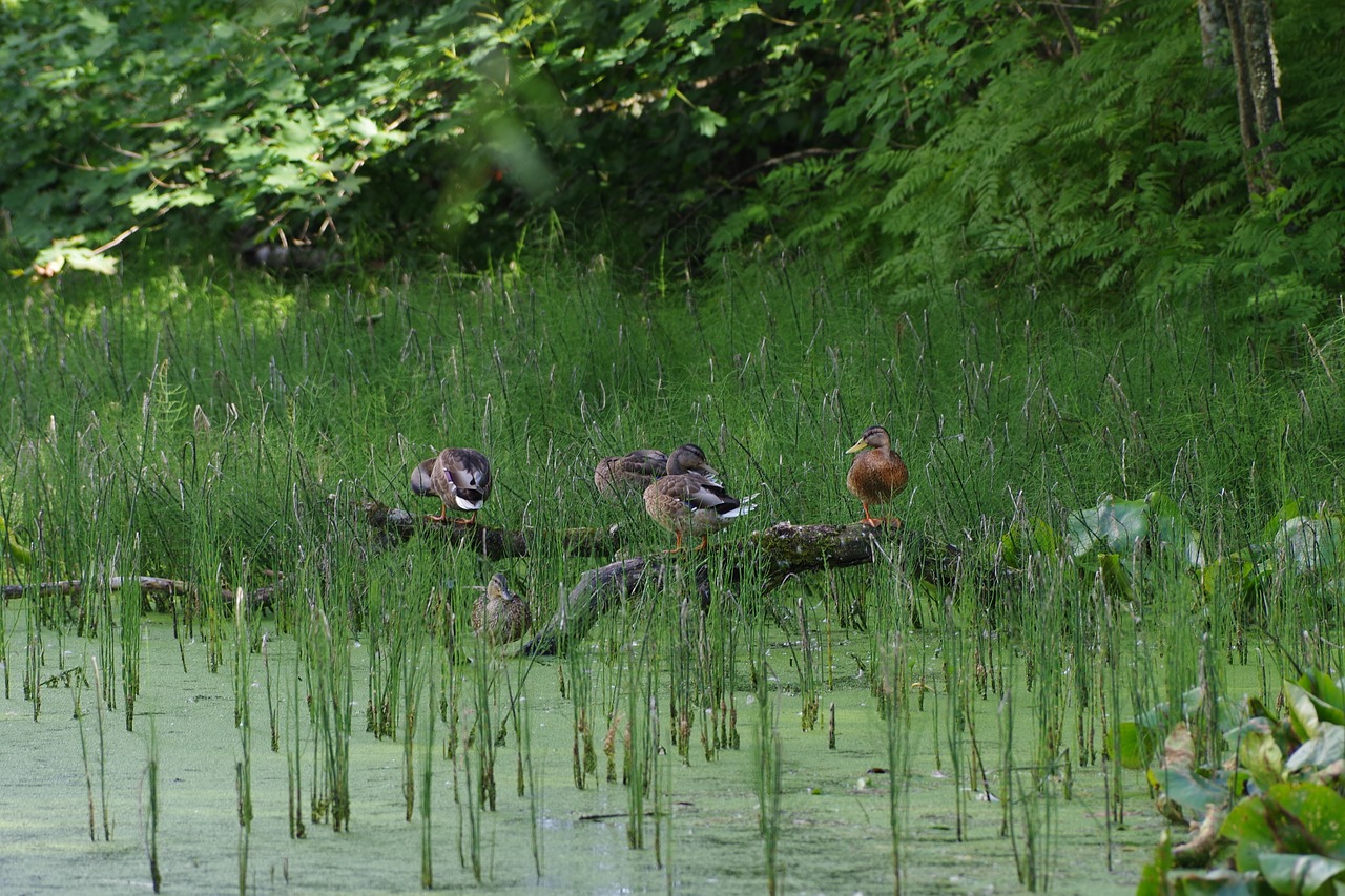 anas platyrhynchos mallard duck birds free photo