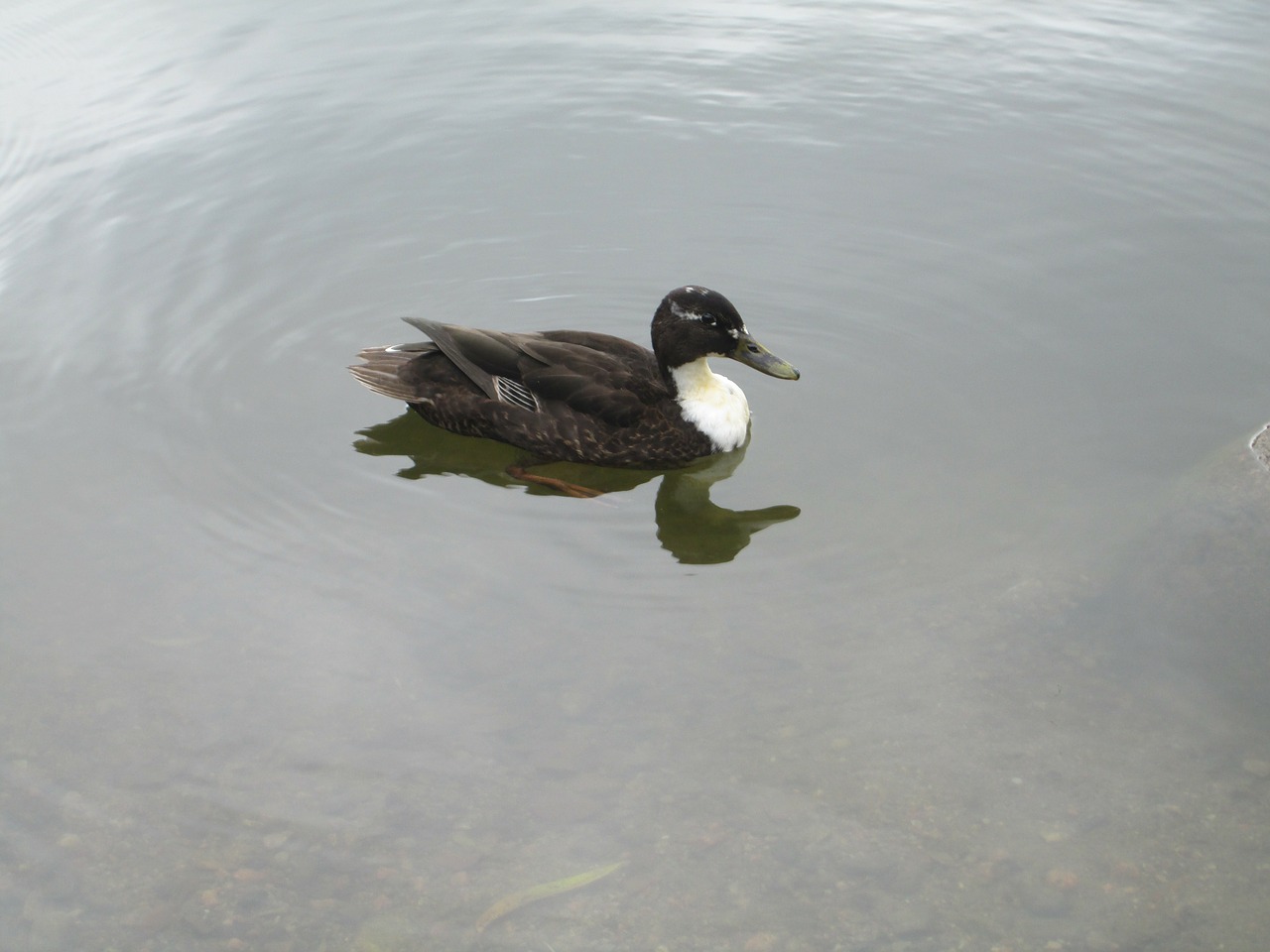 anas platyrhynchos duck animal free photo