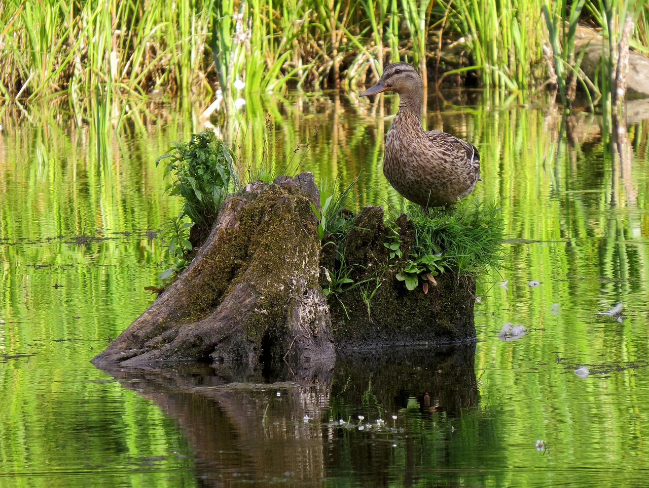 anas platyrhynchos mallard wild duck free photo