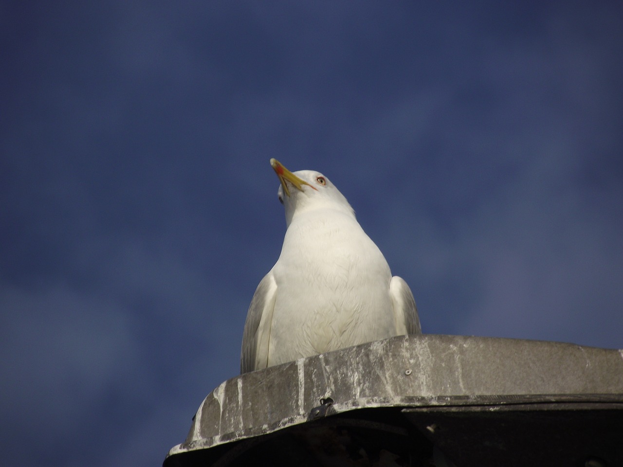 anatolia aspen seagull freedom free photo
