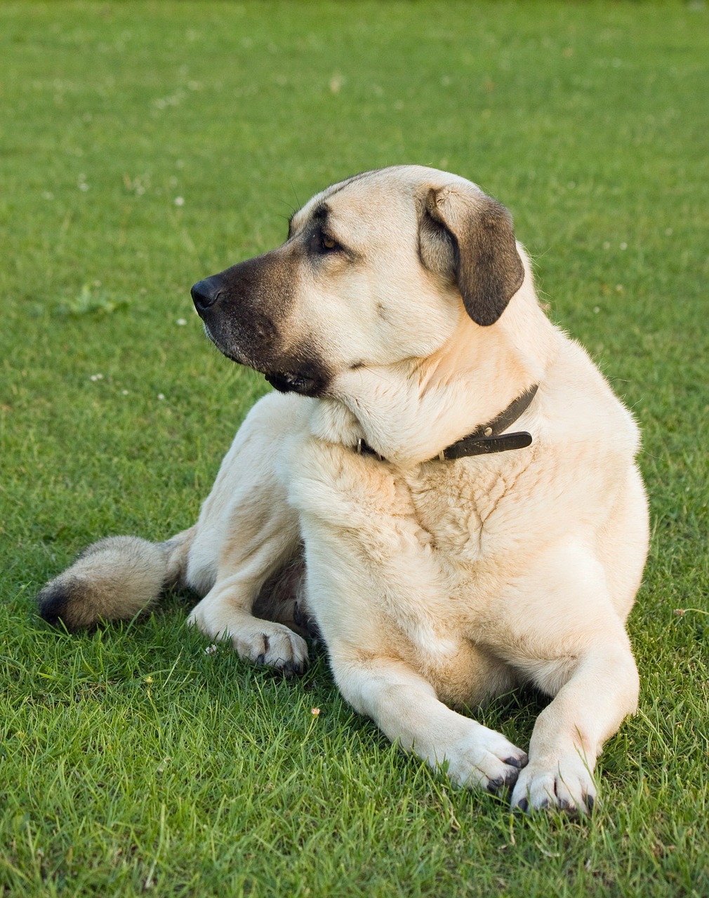 anatolian shepherd anatolian shepherd dog karabash free photo