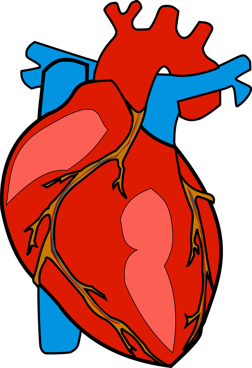 anatomical healthcare heart free photo