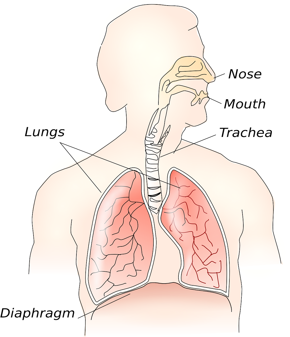 anatomy body lungs free photo