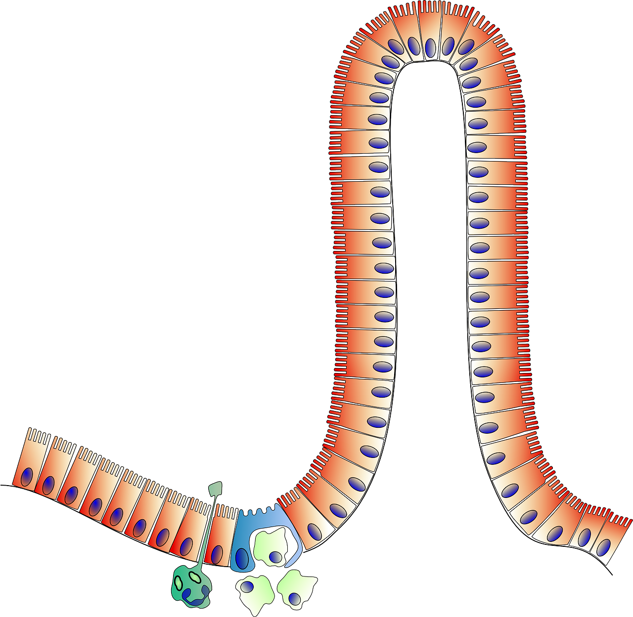 anatomy intestine biology free photo