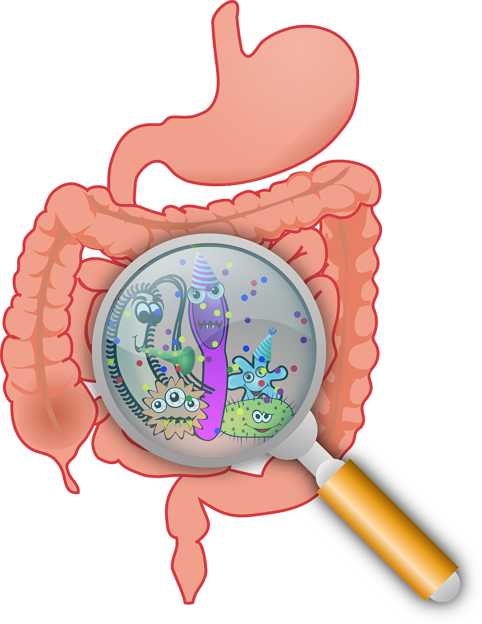 Anatomy,bacteria,bacterium,bowels,diarrhea - free image from ...