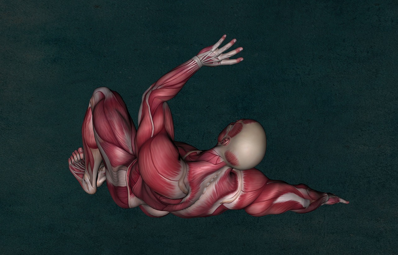 anatomy muscle muscular system free photo