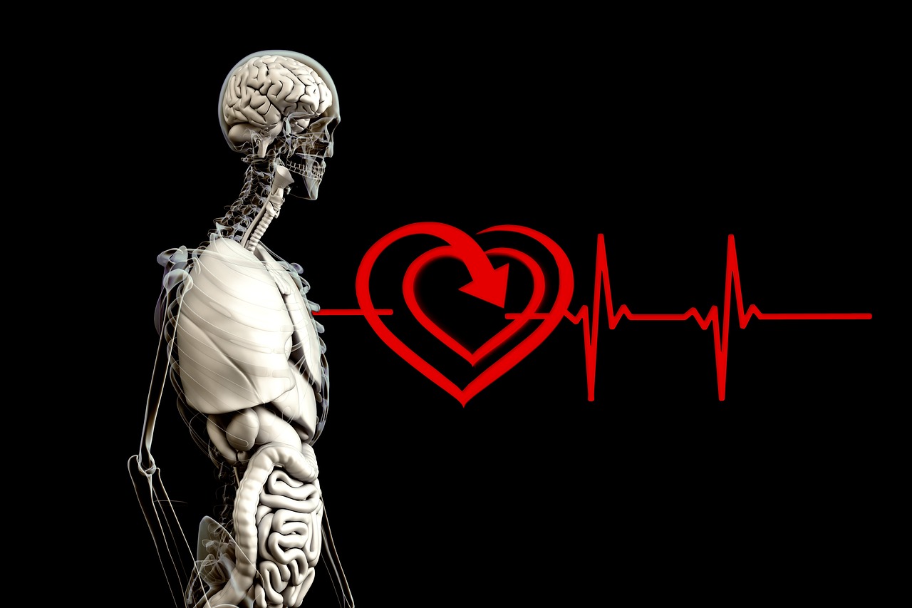 anatomy human heart free photo