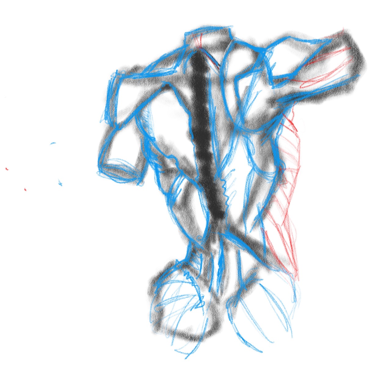 anatomy sketch human free photo