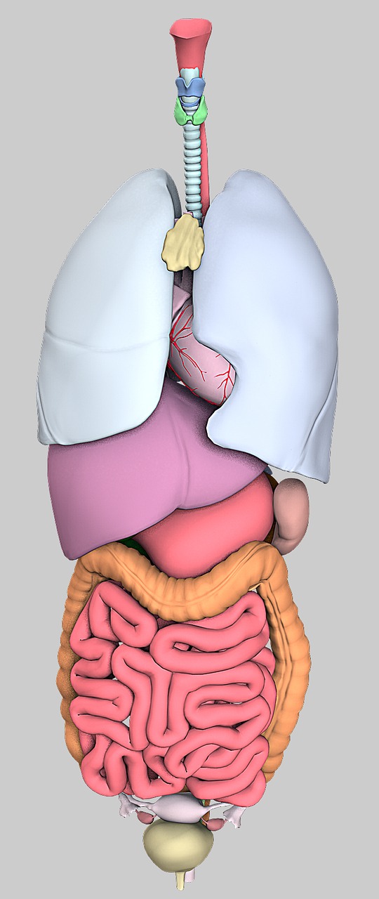 anatomy organs model free photo