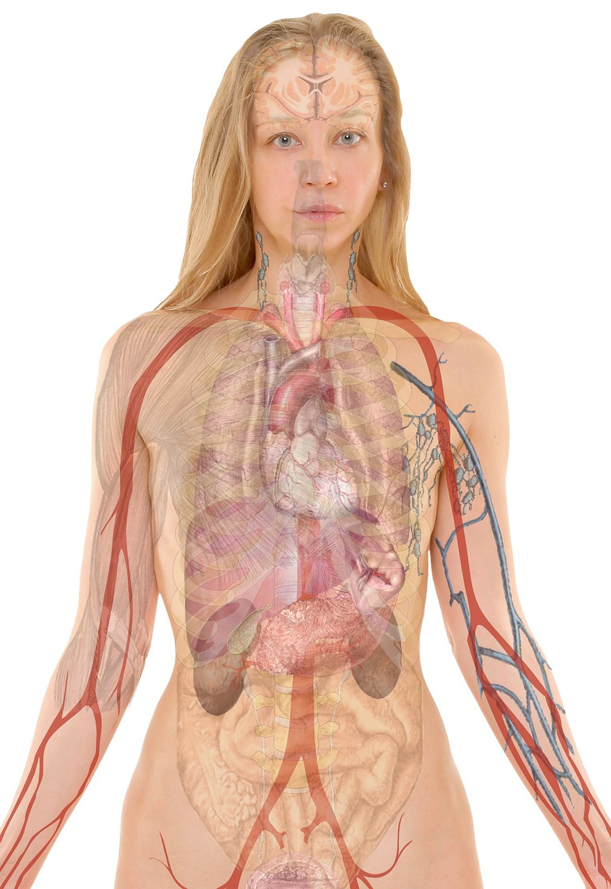 anatomy woman human free photo