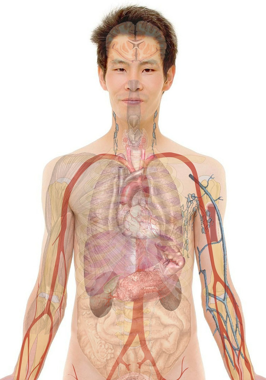 anatomy man human free photo