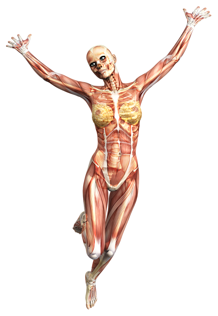 anatomy female muscles free photo