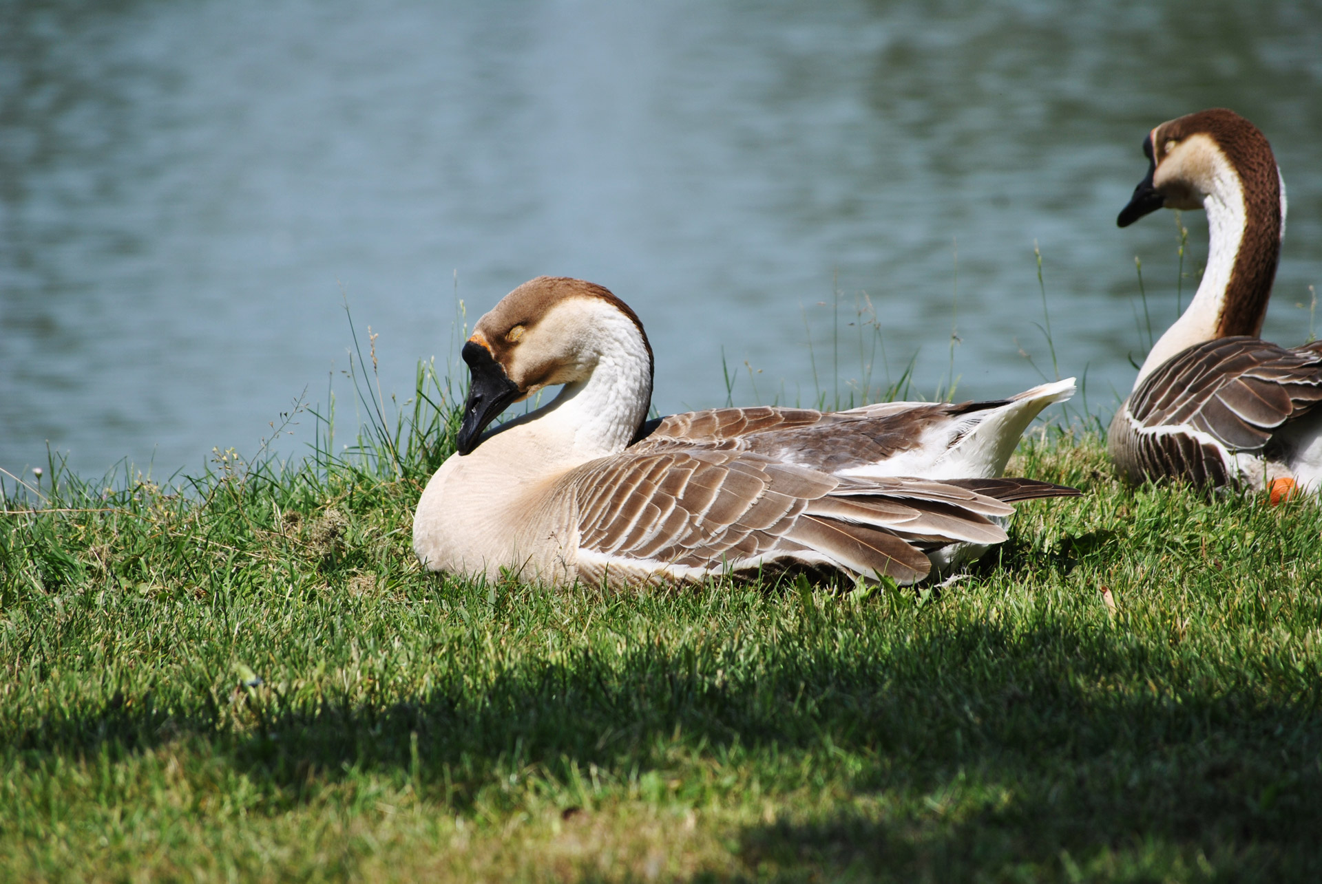 anatra duck anatra free photo