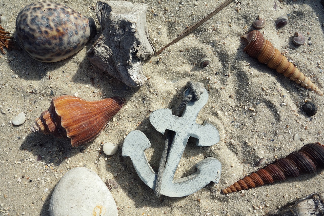 anchor mussels sand free photo