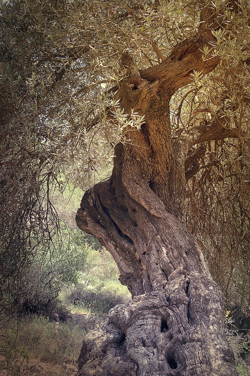 ancient tree olive free photo