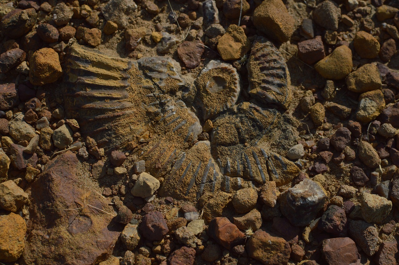 ancient aquatic fossil  kutch fossil  indian fossil free photo