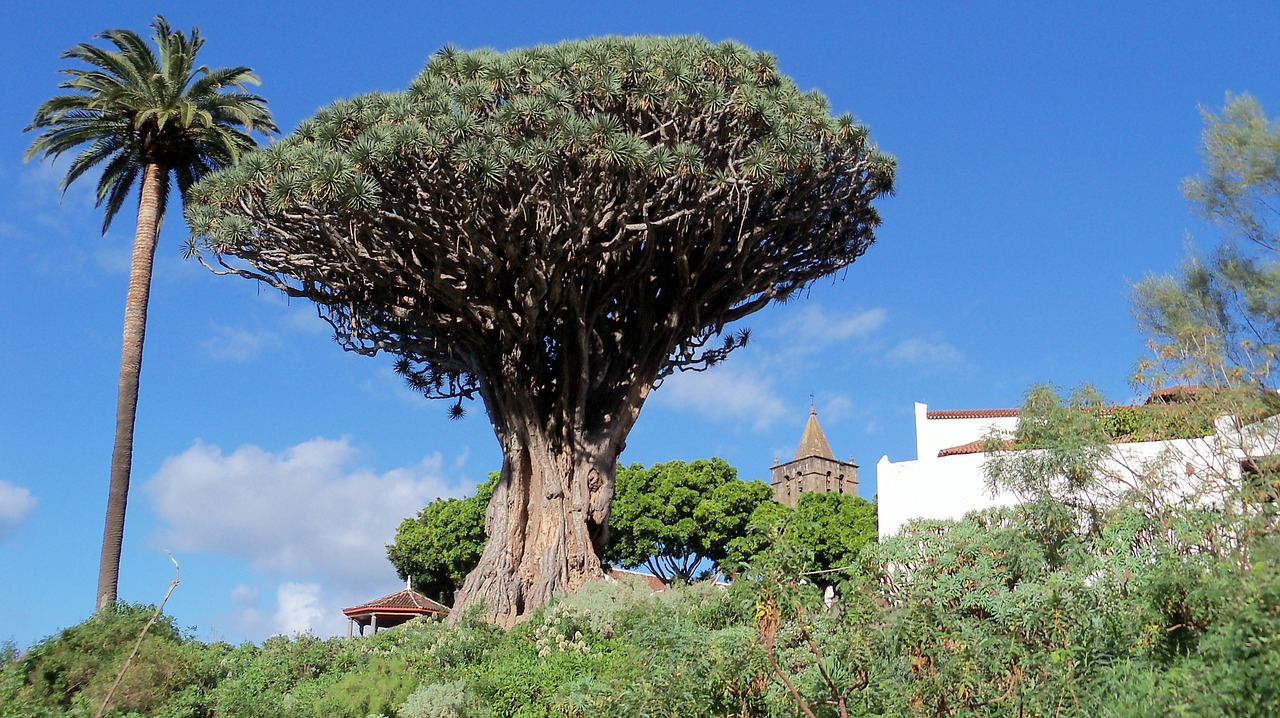 ancient dragon tree tenerife free photo