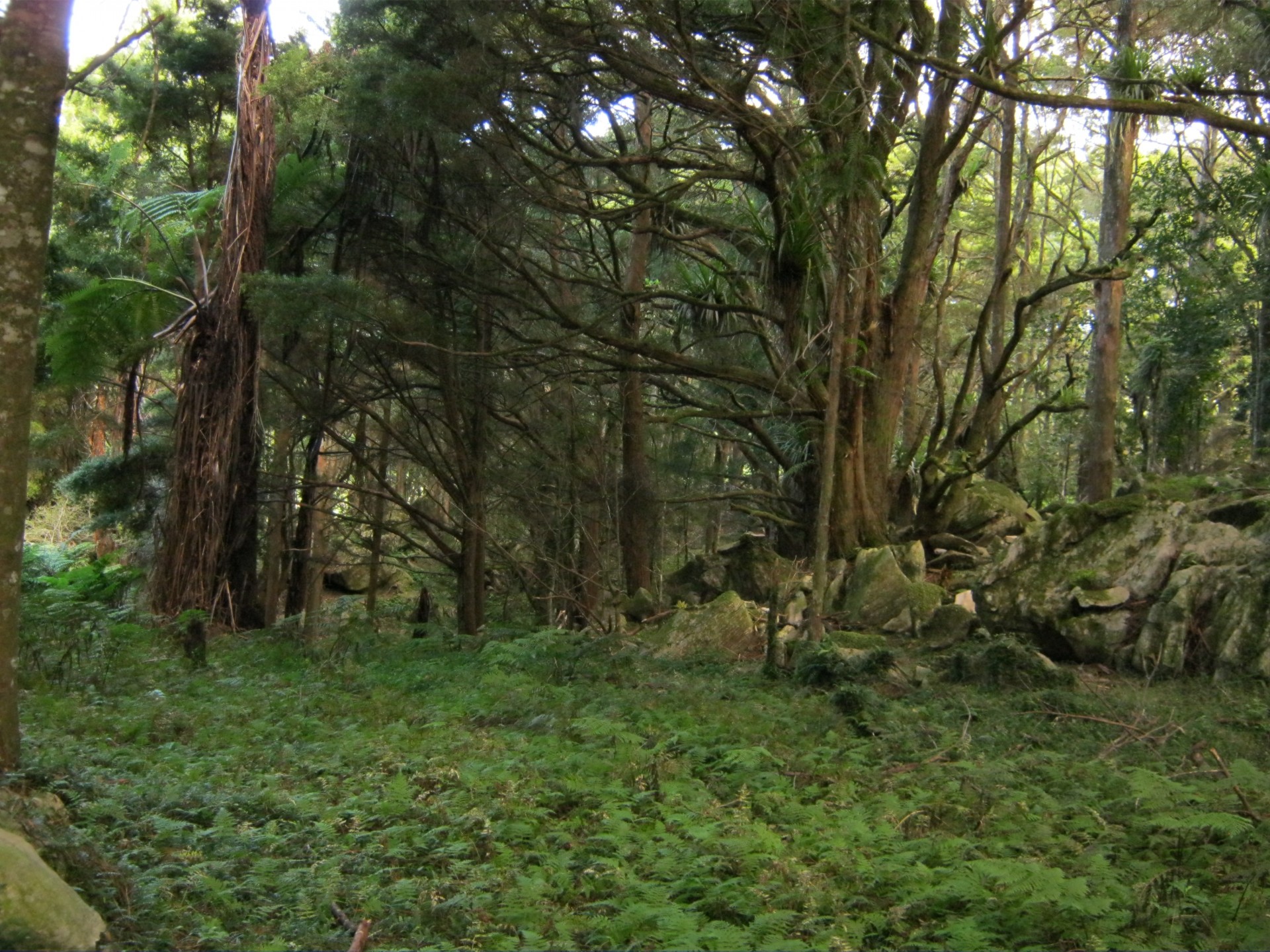 nz new zealand tree free photo