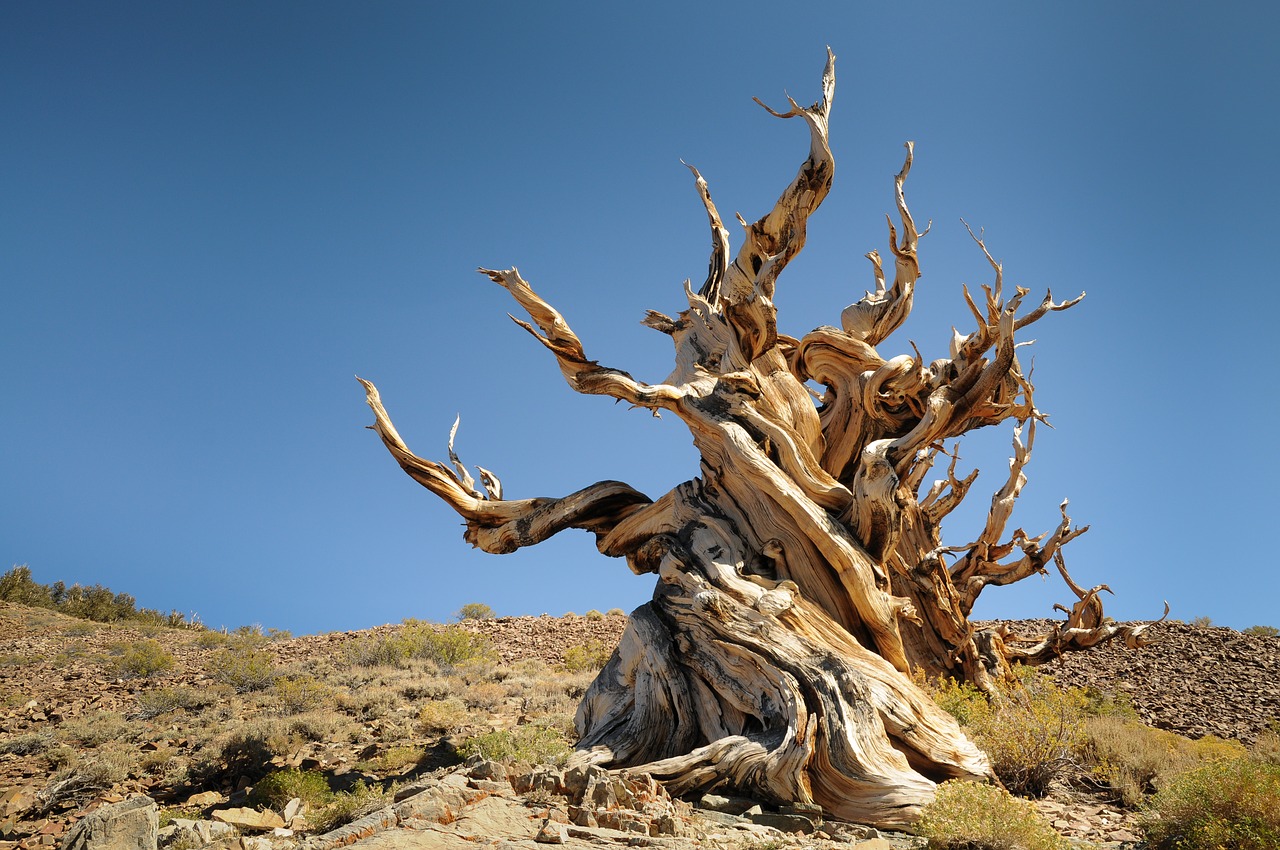 ancient pine  forest  ancient free photo