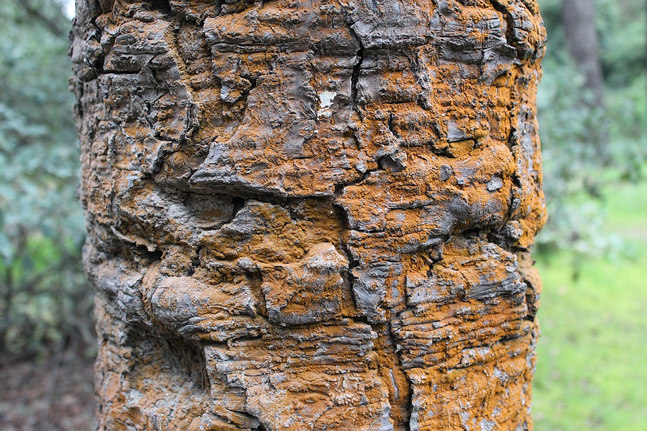 ancient tree textures trunk free photo