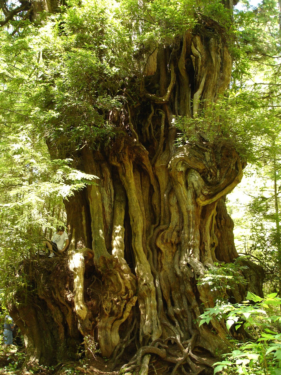ancient trees cedar olympic free photo