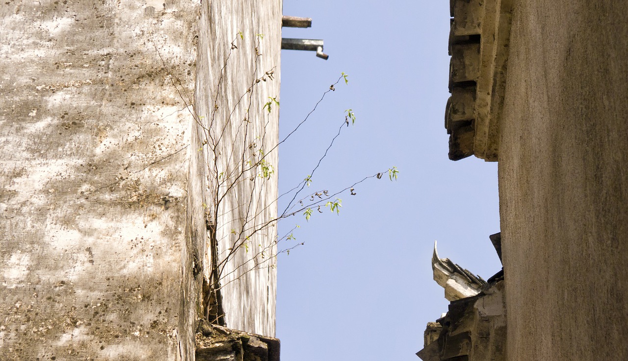 ancient wall flowers and plants sky free photo