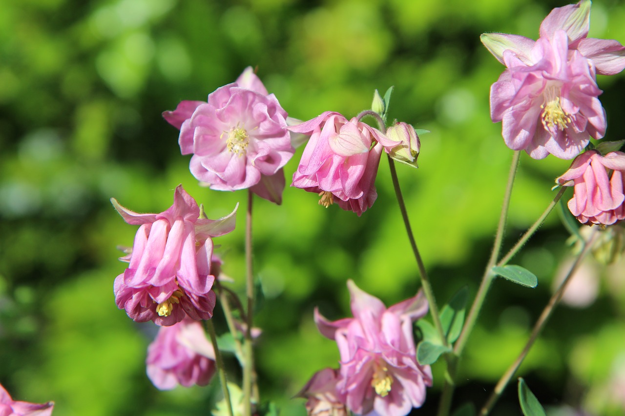 ancolie pink  columbine  flowering free photo