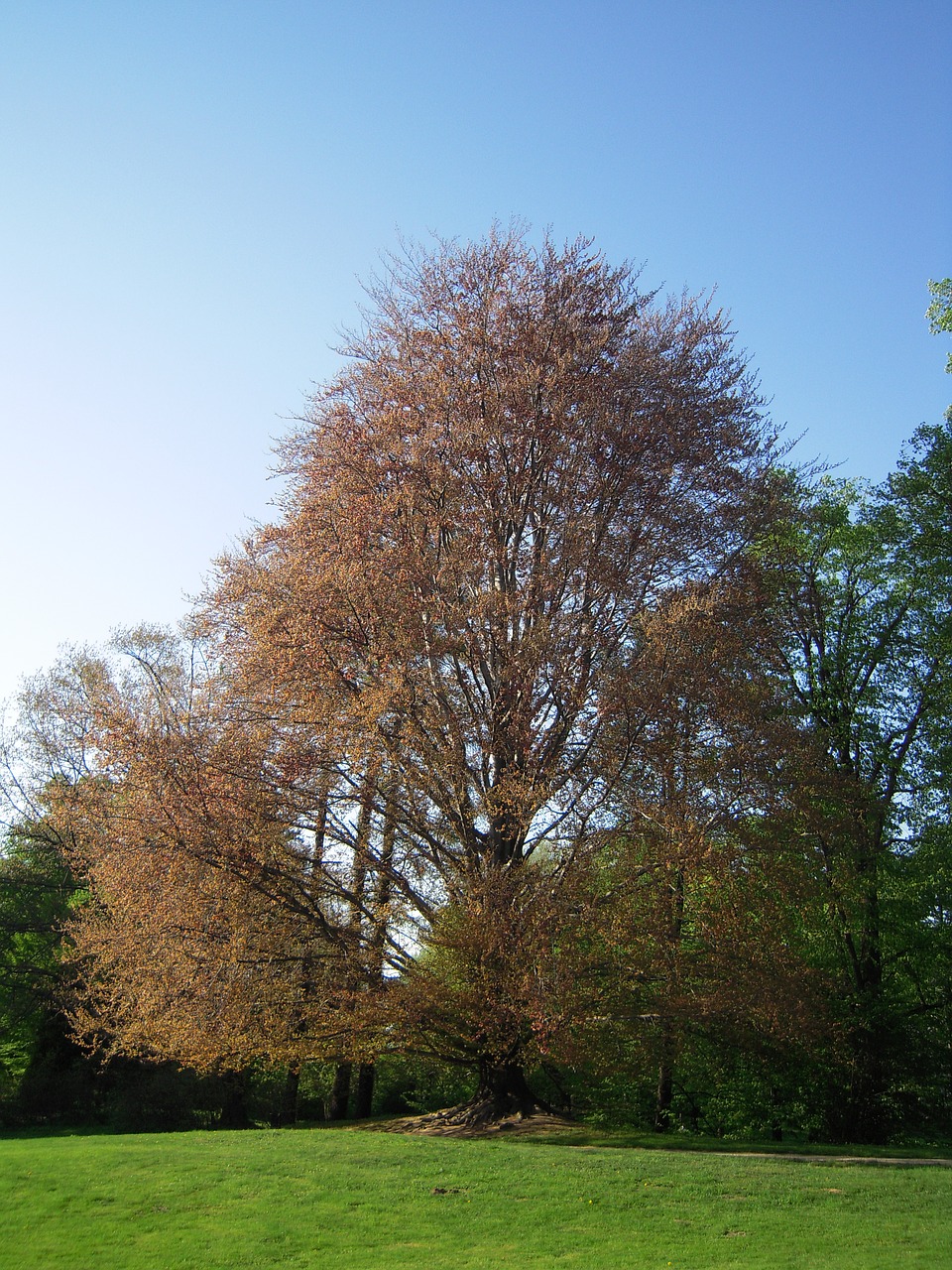 łańcut  tree  garden free photo