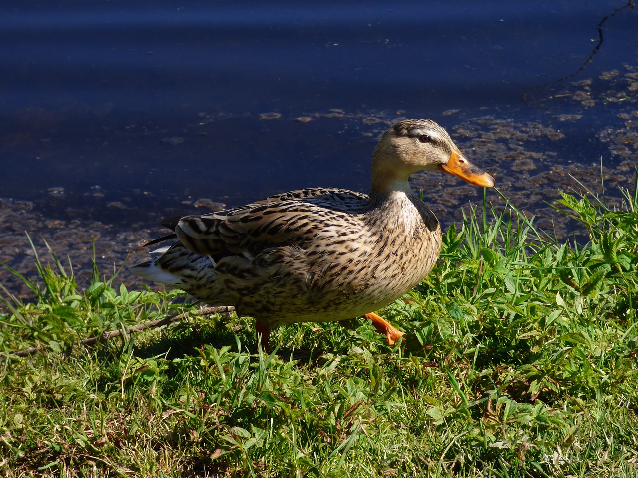 seabird vins lövs lake bird free photo