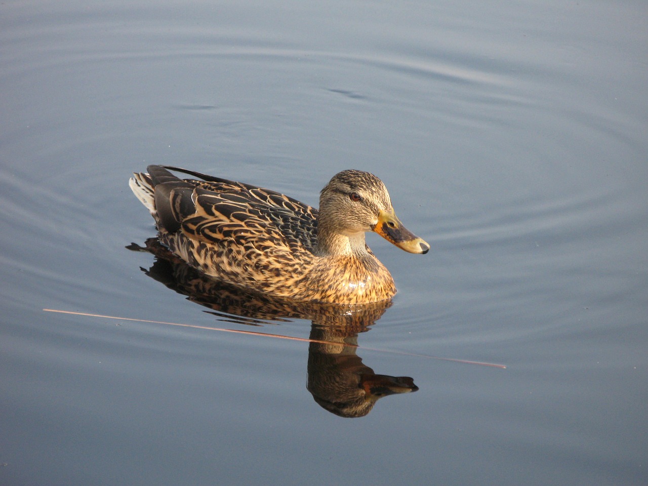 and female bird free photo