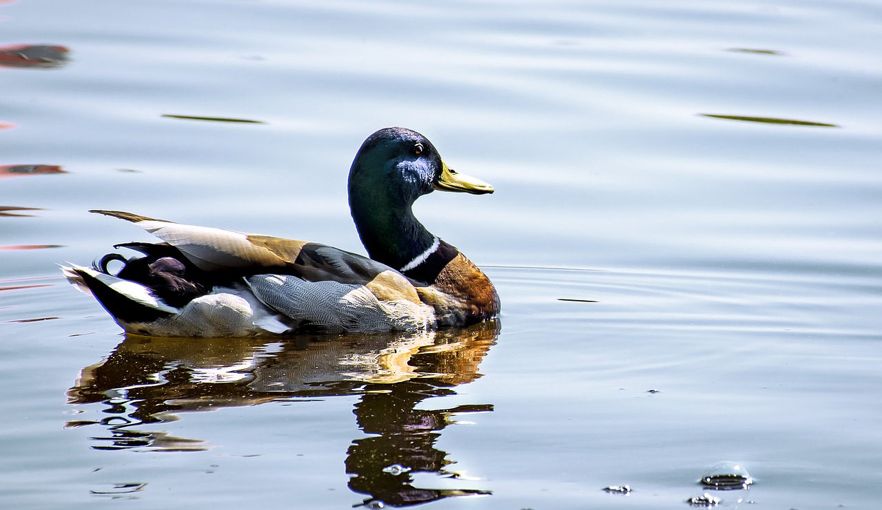 and  duck  water free photo