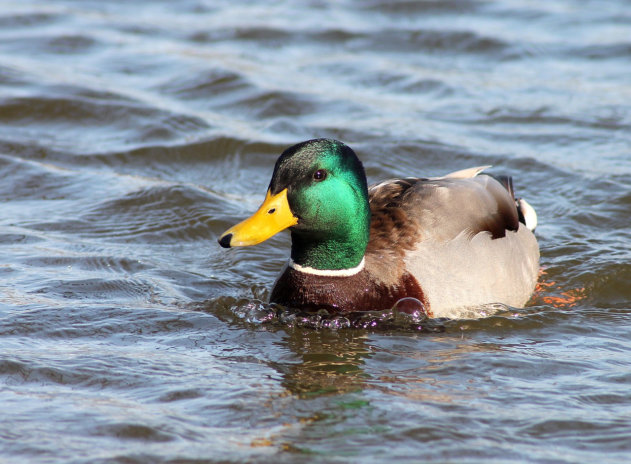 and natural swimming bird free photo