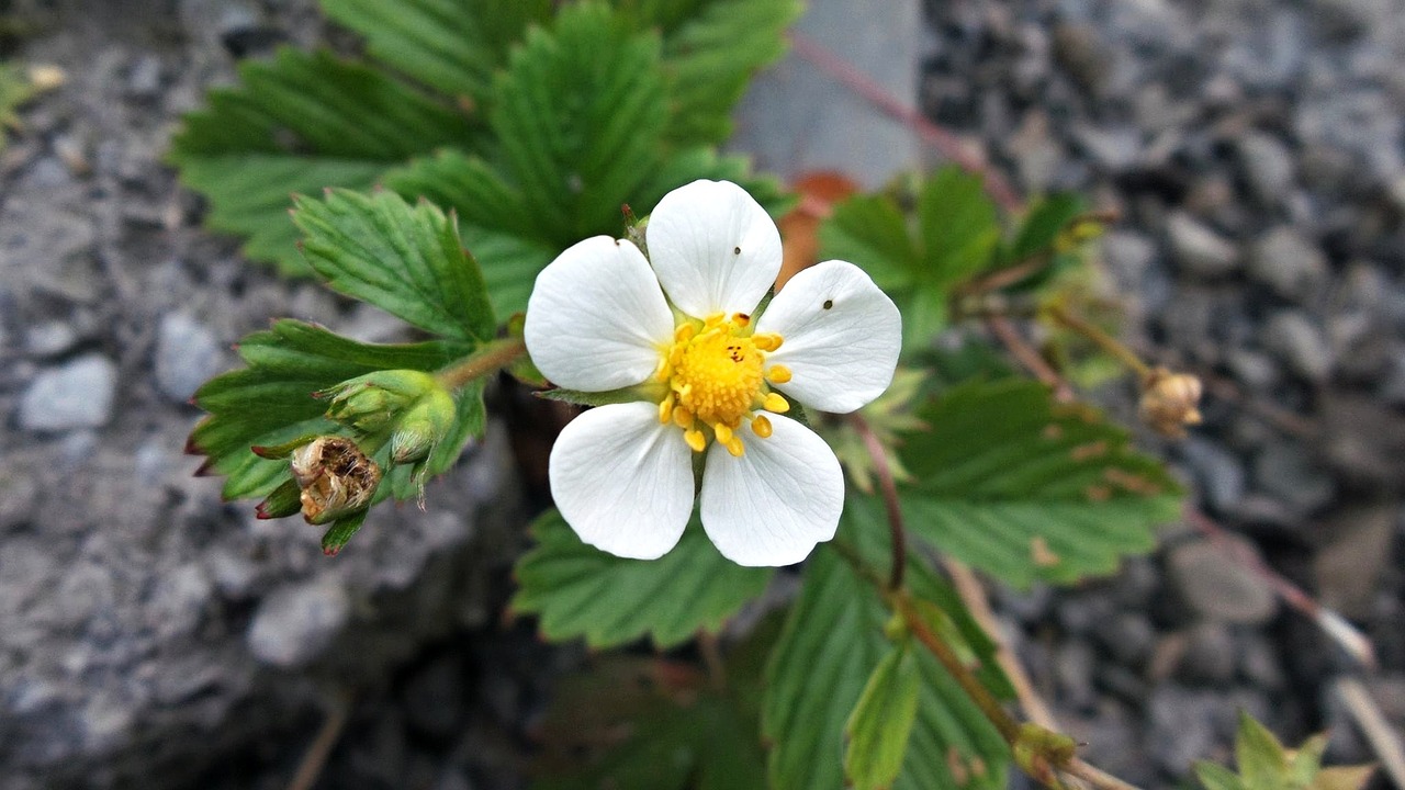 and berry blossom plant garden free photo