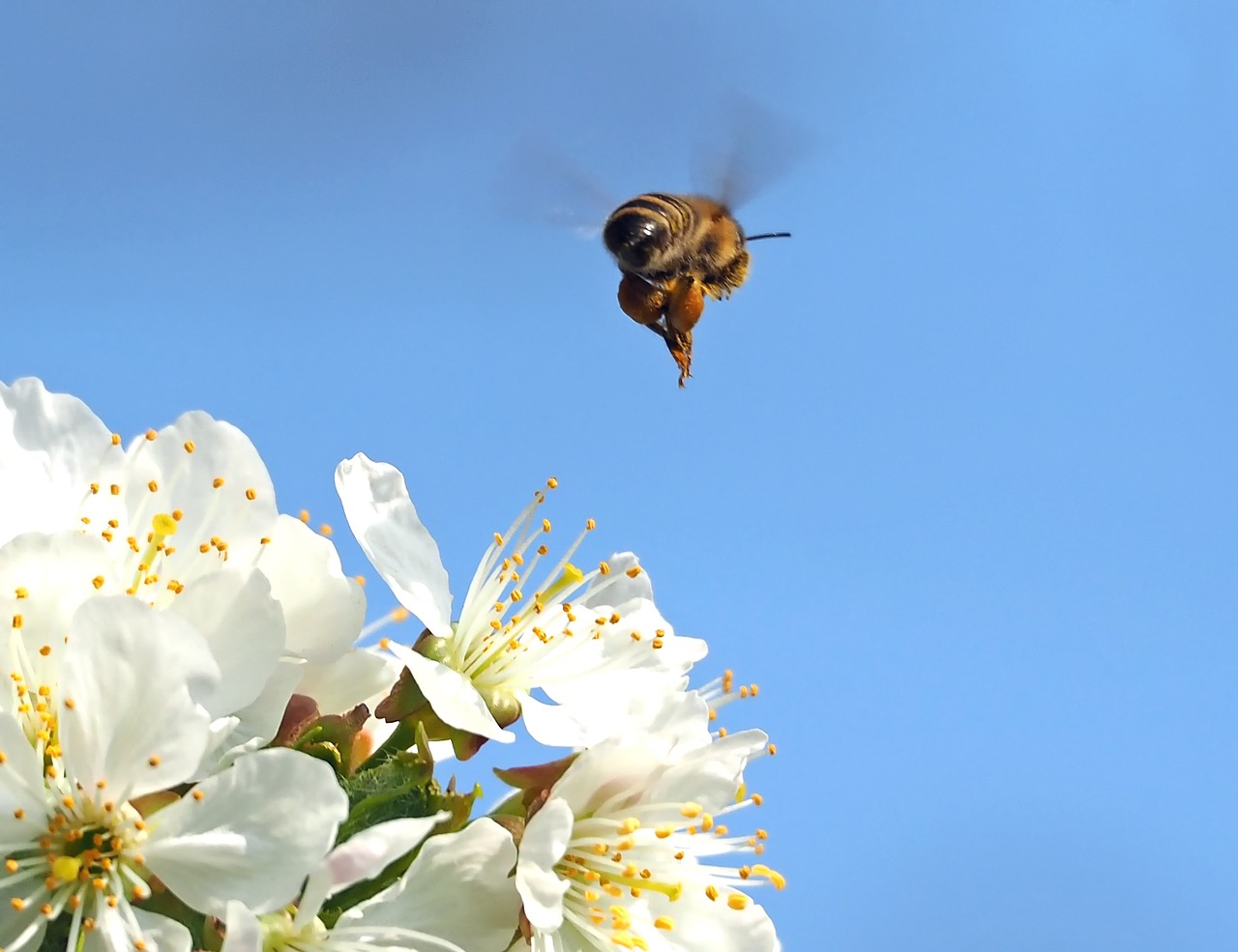 insect plant nature free photo