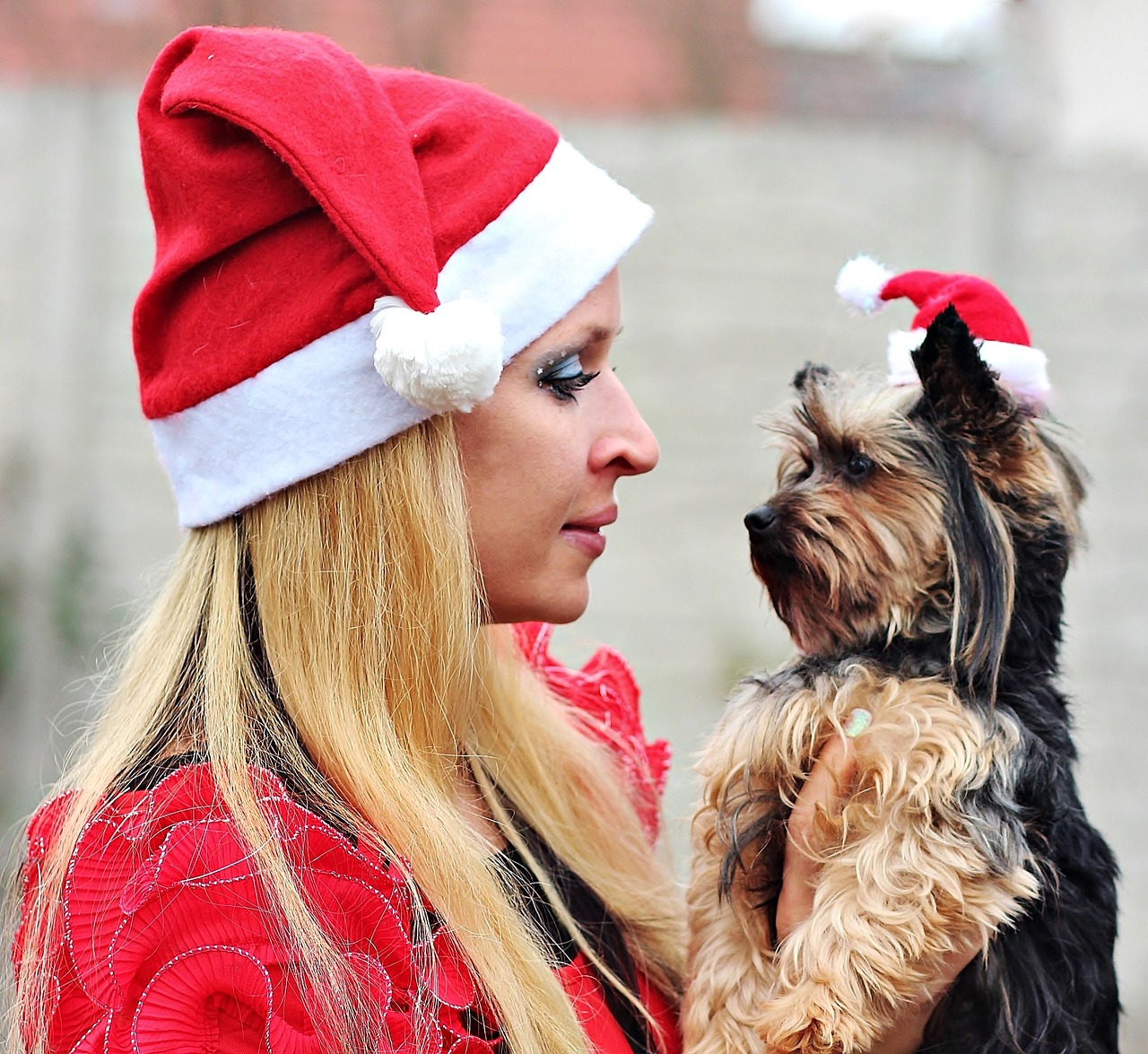 santa claus dog woman free photo