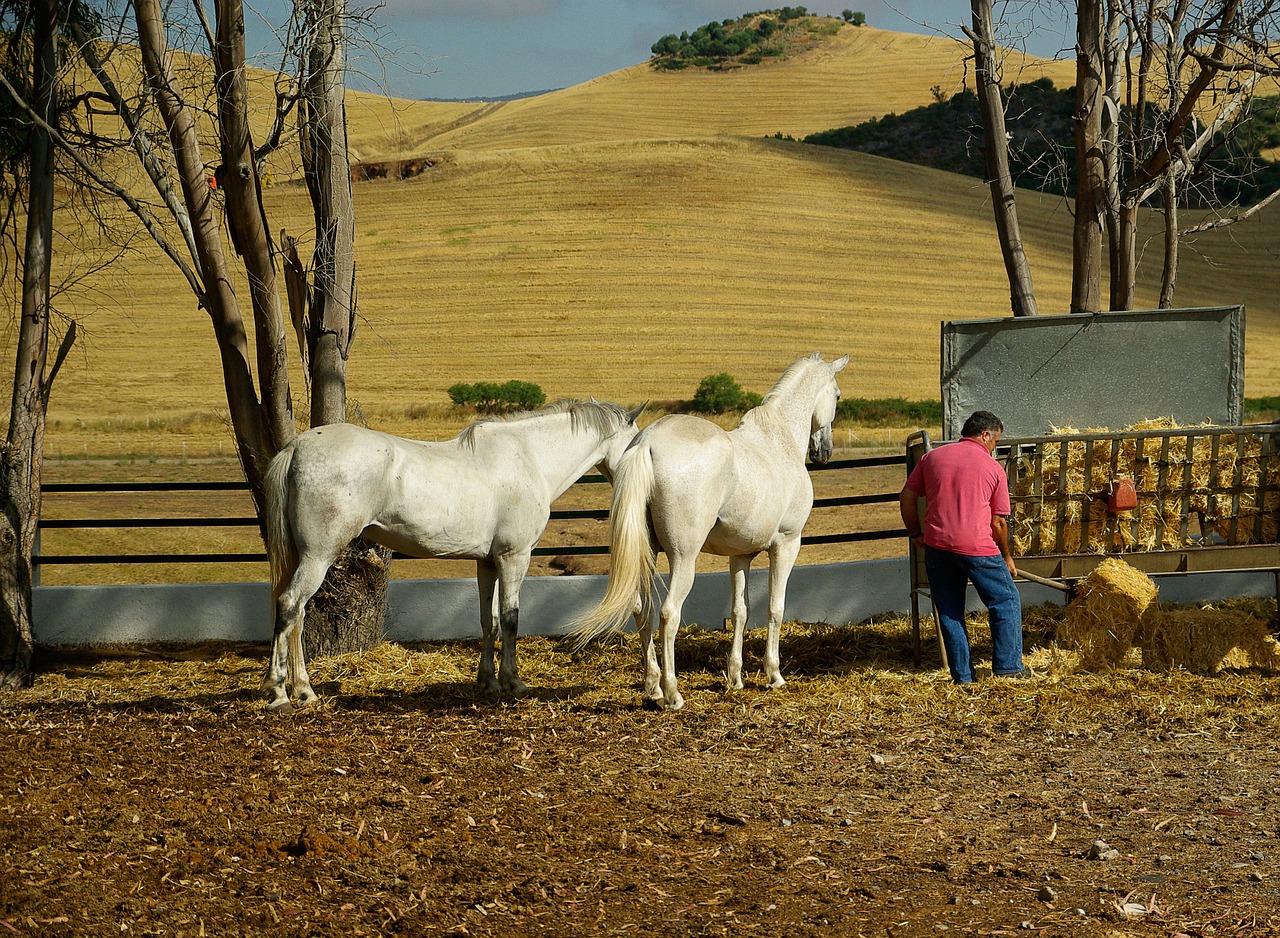 andalusia horses standard free photo